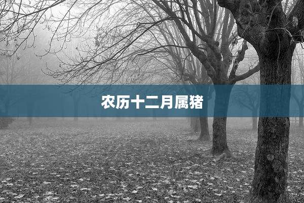 农历十二月属猪