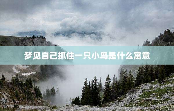 梦见自己抓住一只小鸟是什么寓意