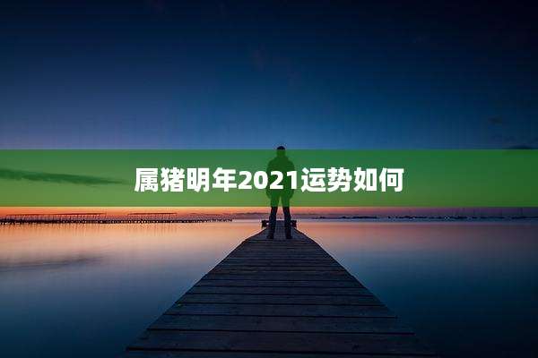 属猪明年2021运势如何