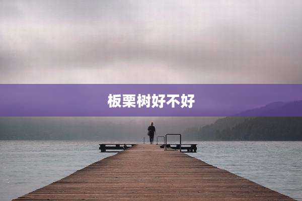 板栗树好不好