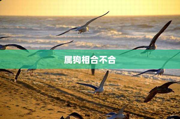 属狗相合不合