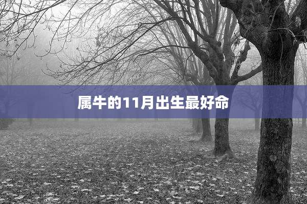属牛的11月出生最好命