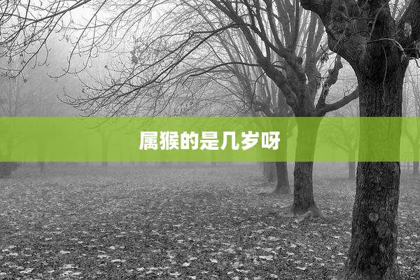 属猴的是几岁呀