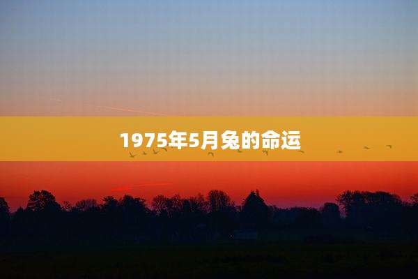 1975年5月兔的命运