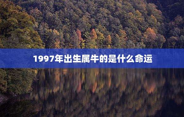 1997年出生属牛的是什么命运