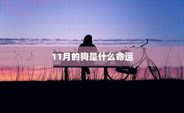 11月的狗是什么命运