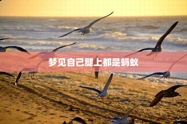 梦见自己腿上都是蚂蚁