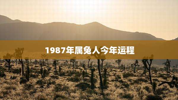 1987年属兔人今年运程
