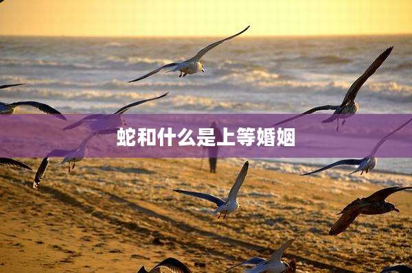 蛇和什么是上等婚姻