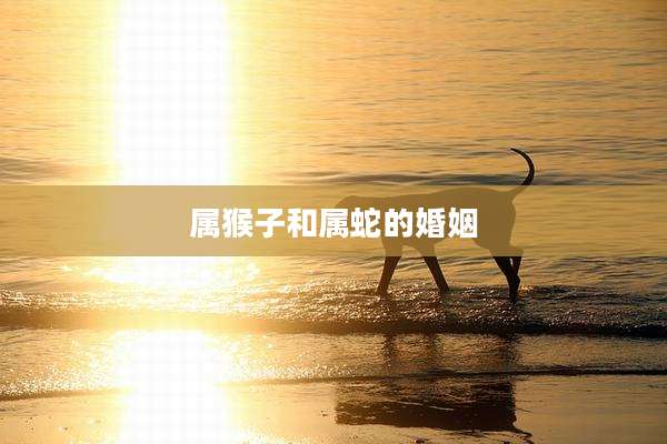 属猴子和属蛇的婚姻