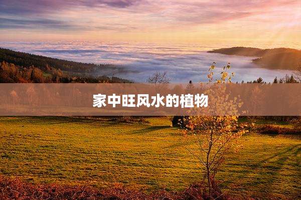 家中旺风水的植物