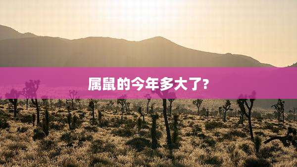 属鼠的今年多大了?