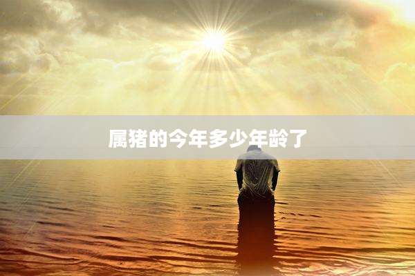 属猪的今年多少年龄了
