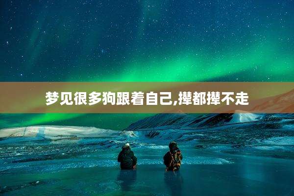 梦见很多狗跟着自己,撵都撵不走