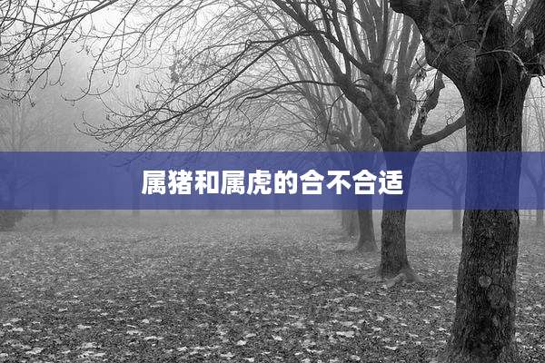 属猪和属虎的合不合适