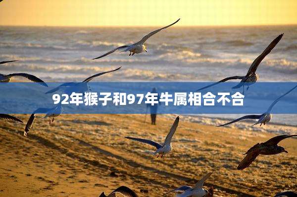92年猴子和97年牛属相合不合
