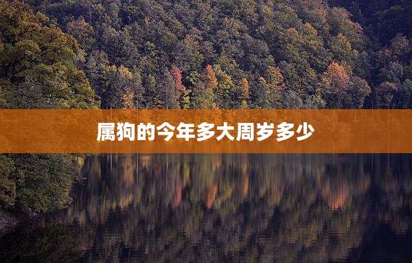 属狗的今年多大周岁多少