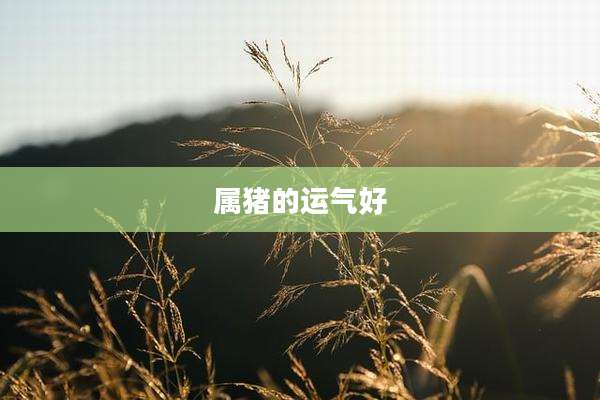 属猪的运气好