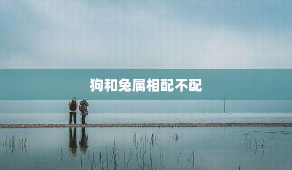 狗和兔属相配不配