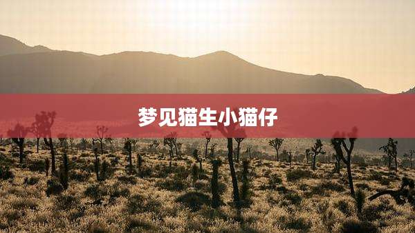 梦见猫生小猫仔