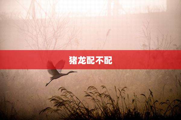 猪龙配不配
