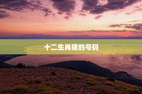 十二生肖猪的号码