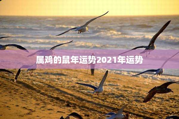 属鸡的鼠年运势2021年运势