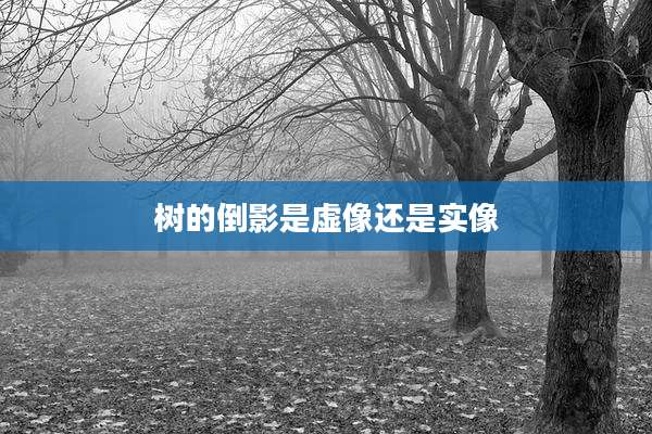 树的倒影是虚像还是实像