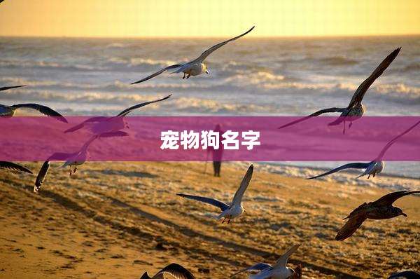 宠物狗名字