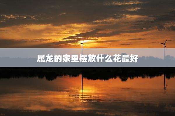 属龙的家里摆放什么花最好