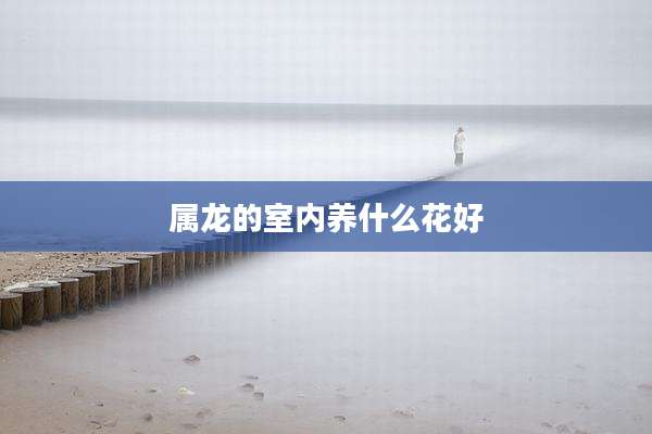 属龙的室内养什么花好