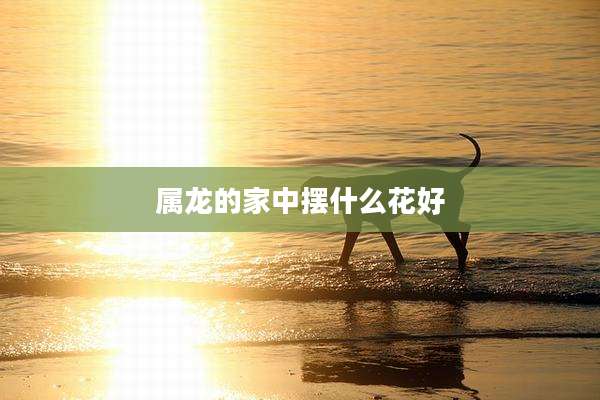 属龙的家中摆什么花好