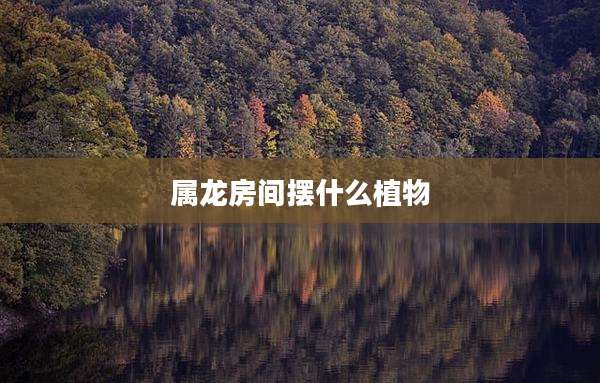 属龙房间摆什么植物