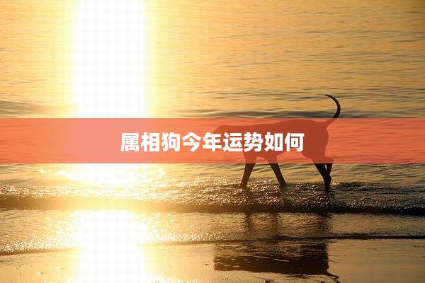 属相狗今年运势如何