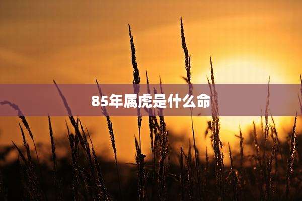 85年属虎是什么命