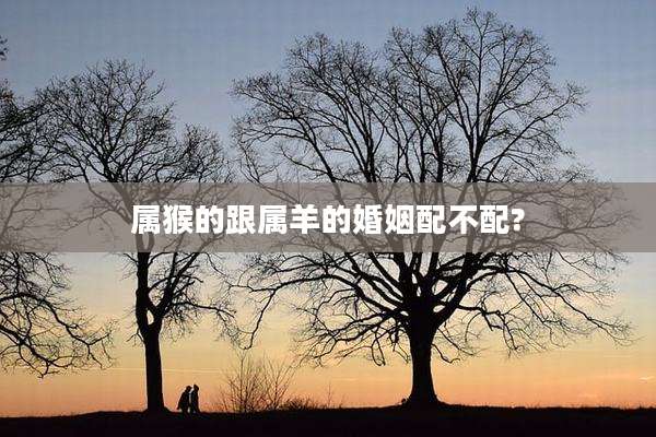 属猴的跟属羊的婚姻配不配?