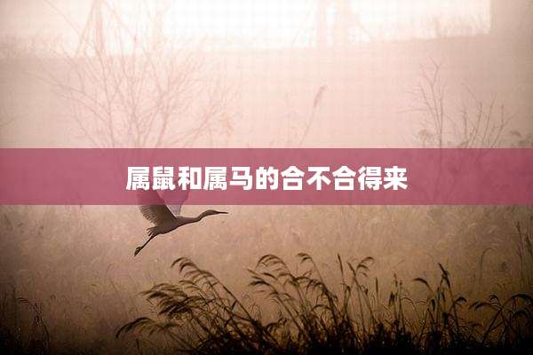 属鼠和属马的合不合得来