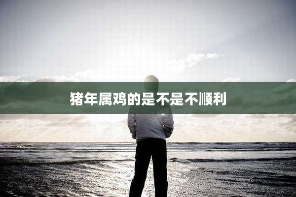 猪年属鸡的是不是不顺利