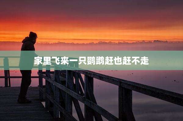 家里飞来一只鹦鹉赶也赶不走