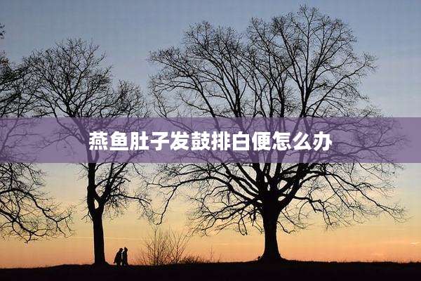 燕鱼肚子发鼓排白便怎么办