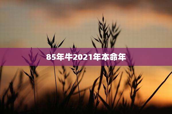 85年牛2021年本命年