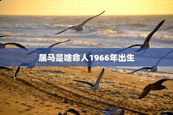 属马是啥命人1966年出生