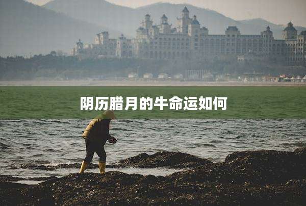 阴历腊月的牛命运如何