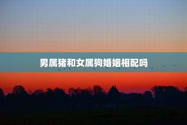 男属猪和女属狗婚姻相配吗