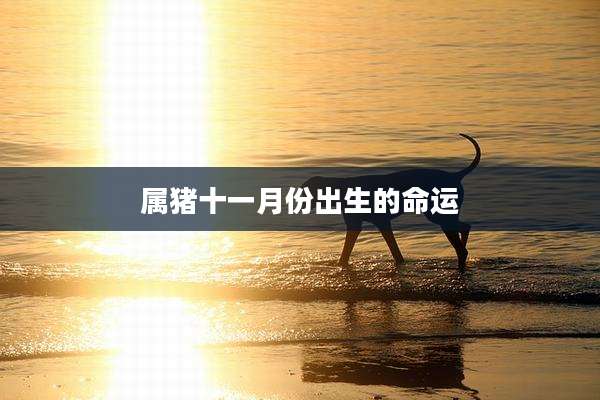属猪十一月份出生的命运