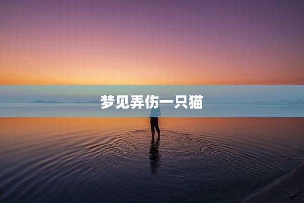 梦见弄伤一只猫