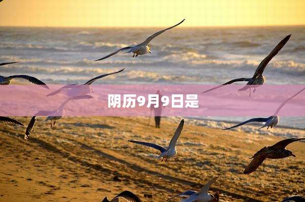 阴历9月9日是