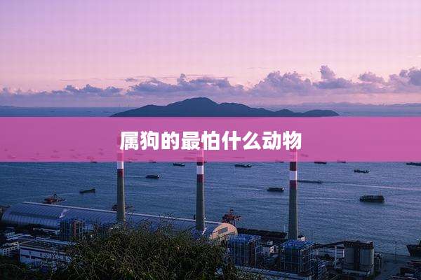 属狗的最怕什么动物
