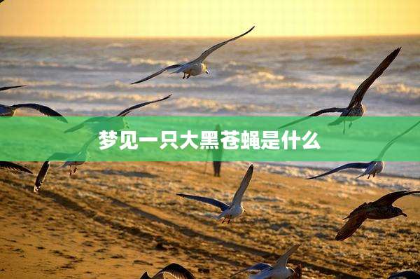 梦见一只大黑苍蝇是什么