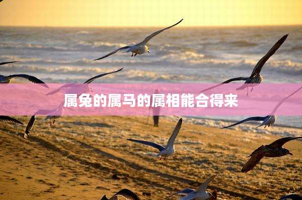 属兔的属马的属相能合得来